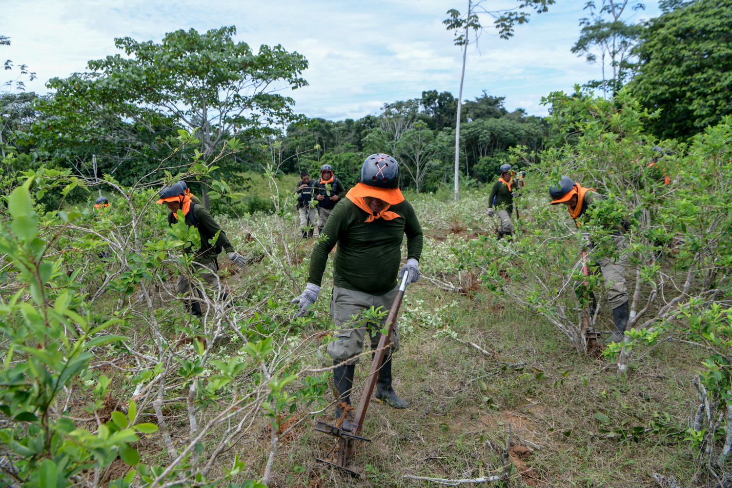 Gobierno erradica cerca de 8000 hectáreas de cultivos ilegales de hoja