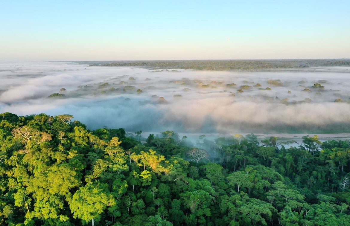 farmacos-en-la-amazonia