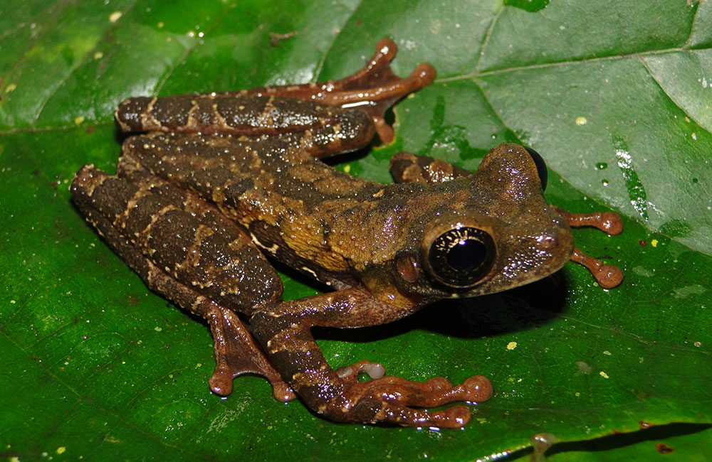 A new species of amphibian to science is the latest contribution of Peruvian protected areas to the world