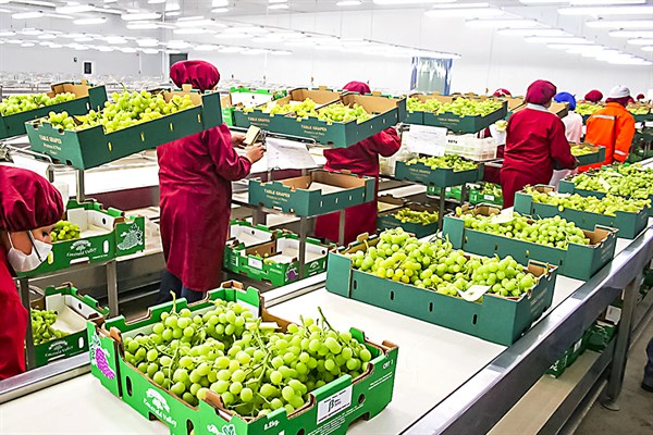 Grape exports exceeded US$ 210 million 636 thousand in October 2023