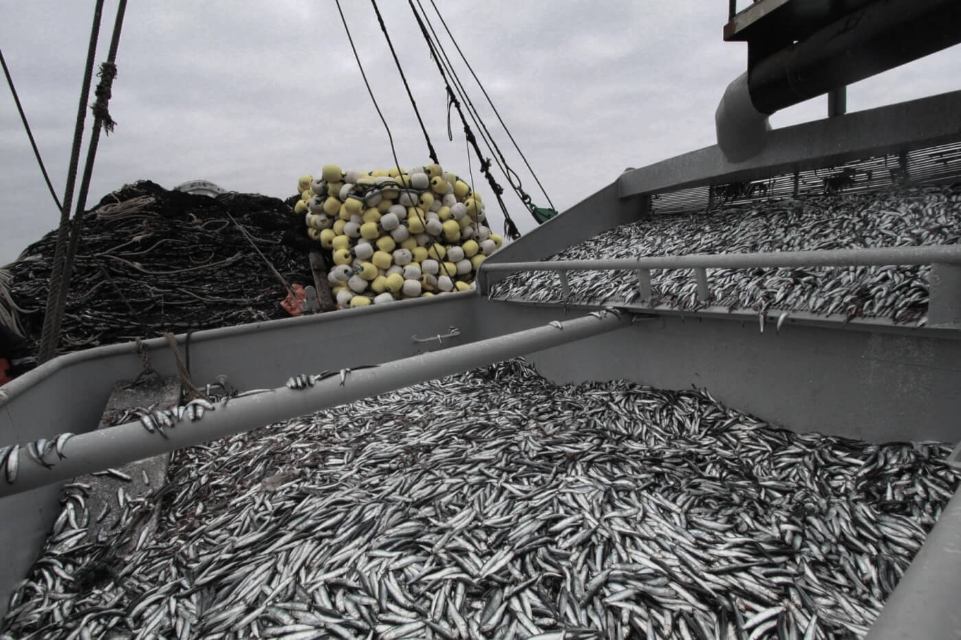 Fishing exports from southern Peru lost US4 million due to delays in updating anchovy sizes