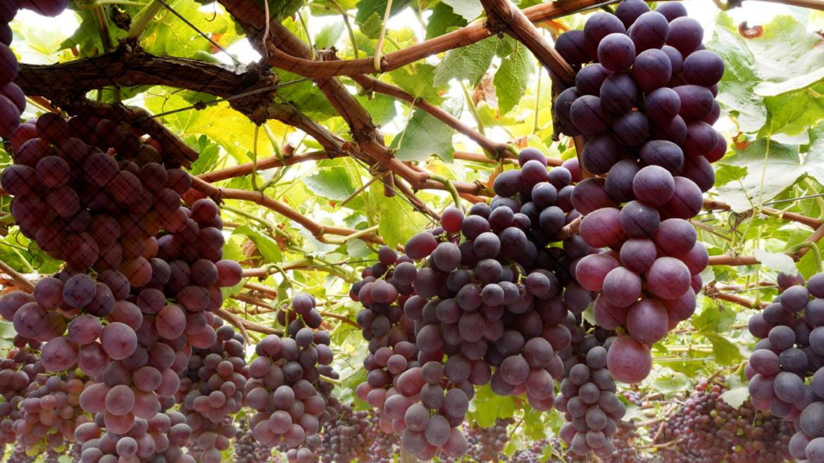 post-de-uvas