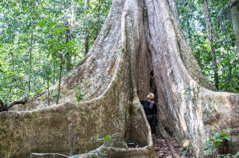 Árbol Amazónico