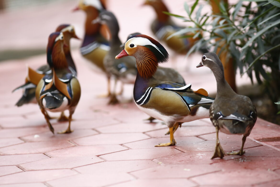 PATO MANDARÍN1 (1)