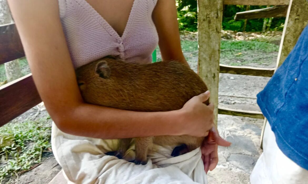 7ab2ac8f-8ee4-47e0-b018-d344eed87477