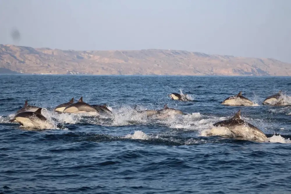 Proyecto Cetáceos Perú: Ciencia y conservación para la protección de los mamíferos marinos