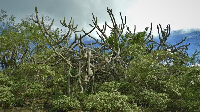 Bosque Seco Interandino