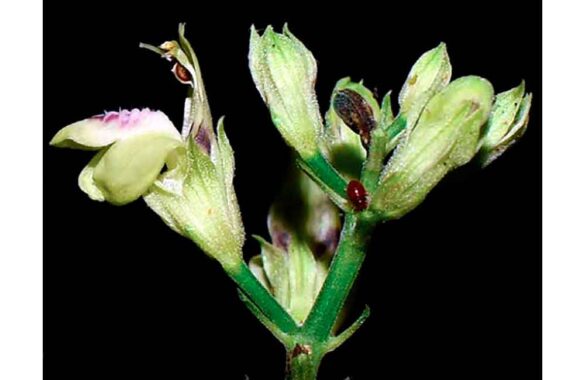 Justicia Saccata