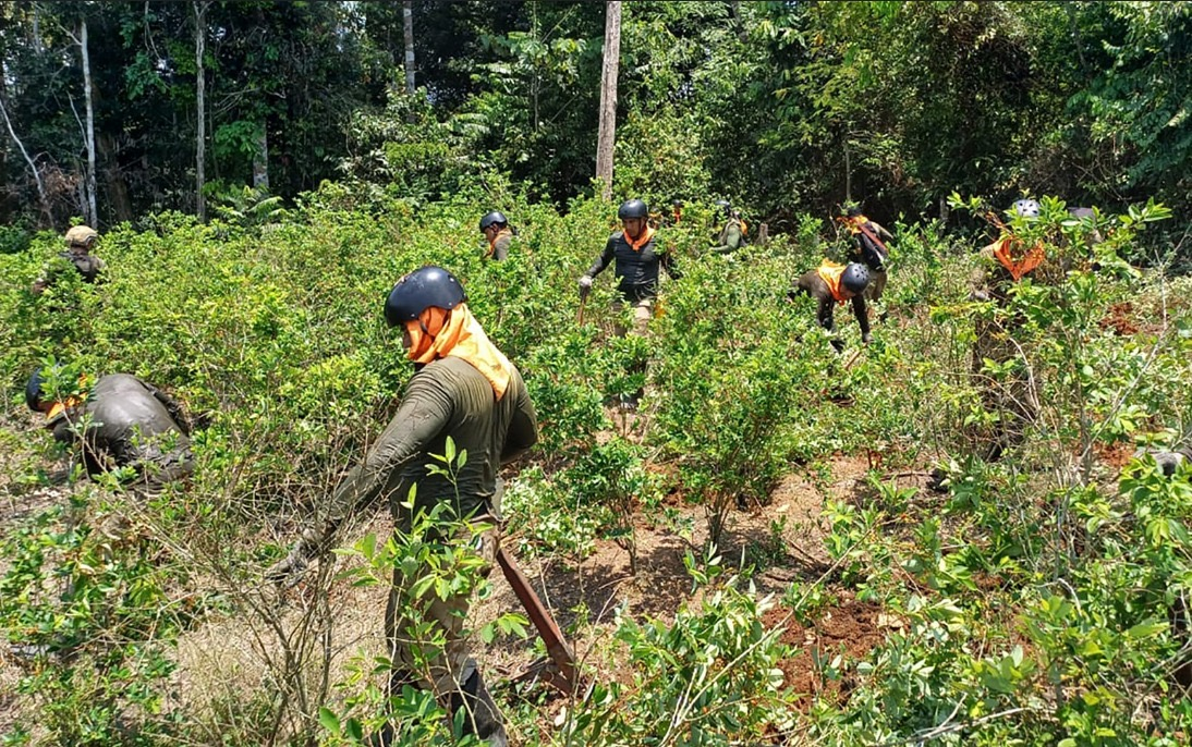 ¡Adiós a los Arbustos de Felicidad! Mininter Declara Guerra a las Plantas de Coca