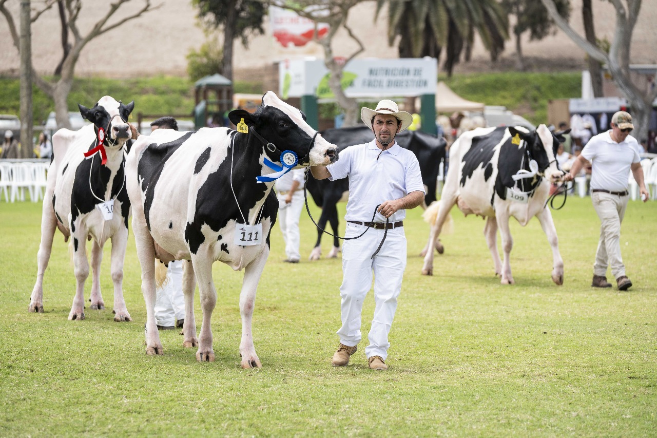 Realizan XI Feria Nacional de Ganado Lechero para impulsar la productividad  y calidad de la leche peruana - Caretas Nacional