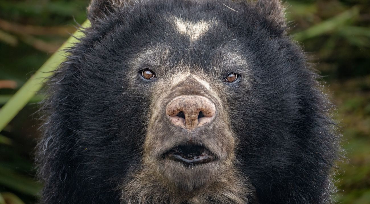 Comisión de Pueblos aprueba ley para proteger al oso de anteojos en el Perú