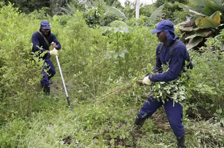 Narcotráfico - Colombia