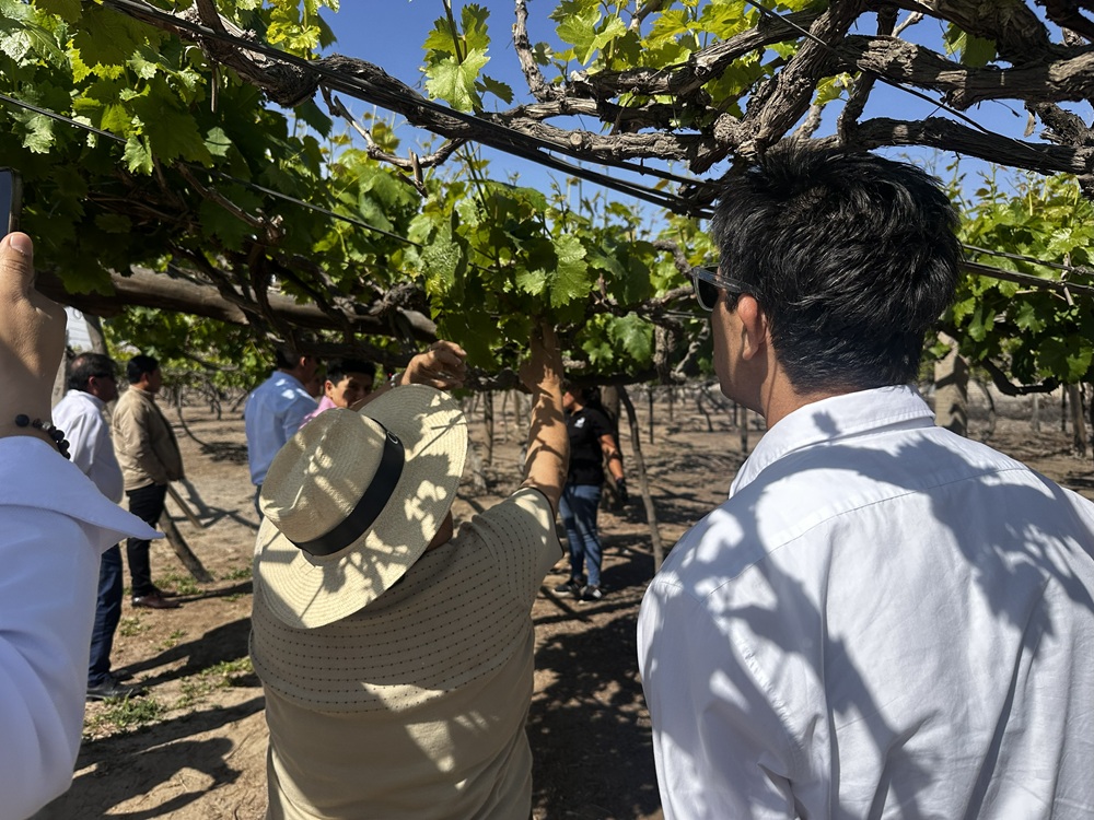 Viñedo