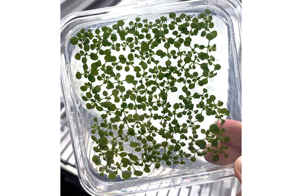 Muestras de la planta Arabidopsis thaliana