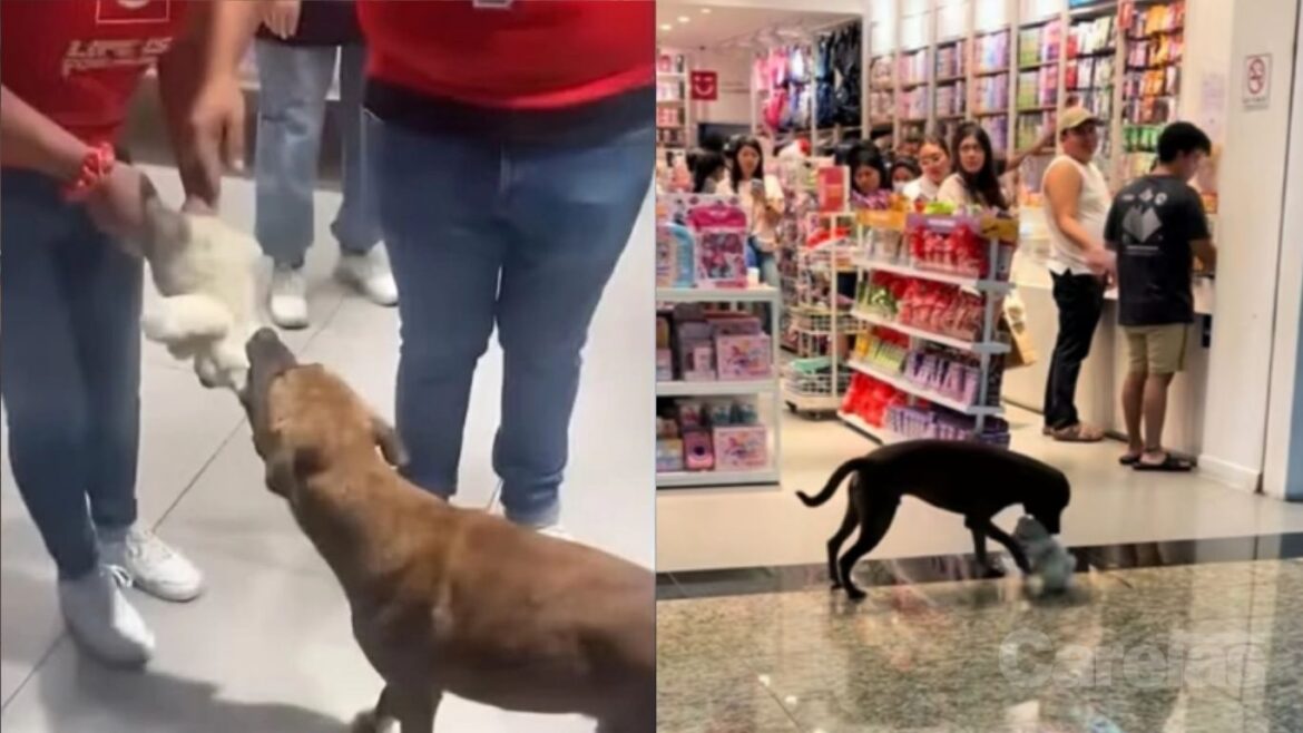 perro se roba peluche y ciudadanos lo pagan