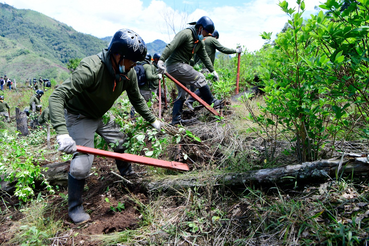 Erradicación de hoja de coca en Ucayali supera 2500 hectáreas