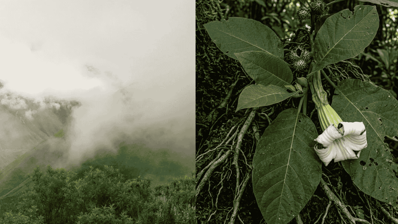 ¿Nuevo árbol en los andes? La especie hallada en Perú y Colombia que sorprende al mundo científico tras 20 años