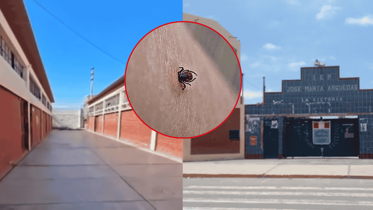 Chiclayo: garrapatas reaparecen en colegio y más de 2.000 estudiantes quedan expuestos a riesgo sanitario