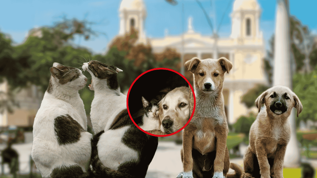 ¡Multa de S/ 1.100 por tener más de dos mascotas! La nueva ordenanza que genera debate y pone en alerta a los dueños de perros y gatos