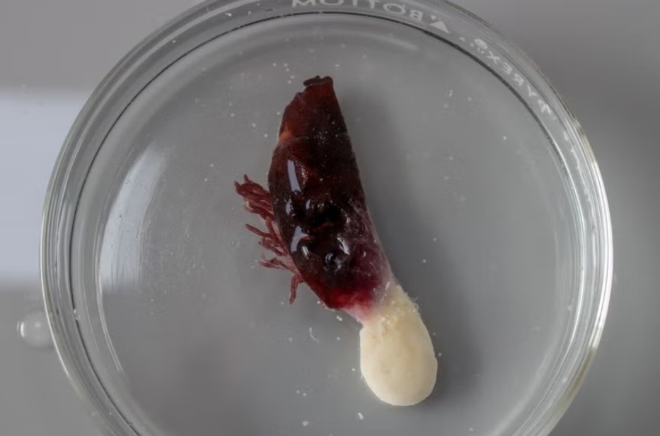 Percebe Anelasma squalicola