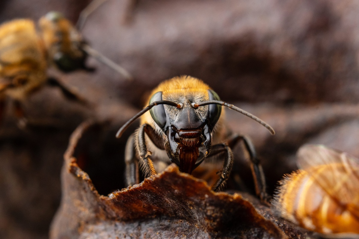 Día Mundial de las Abejas: ¿por qué se celebra hoy 20 de mayo y cuál es su importancia?