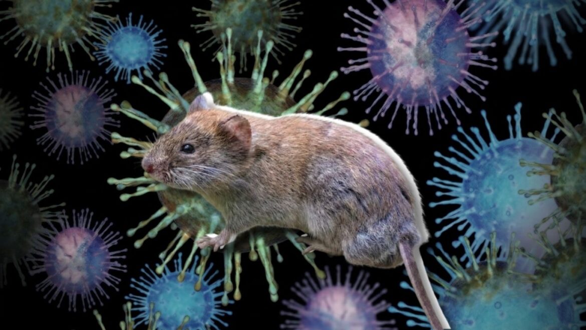 hantavirus