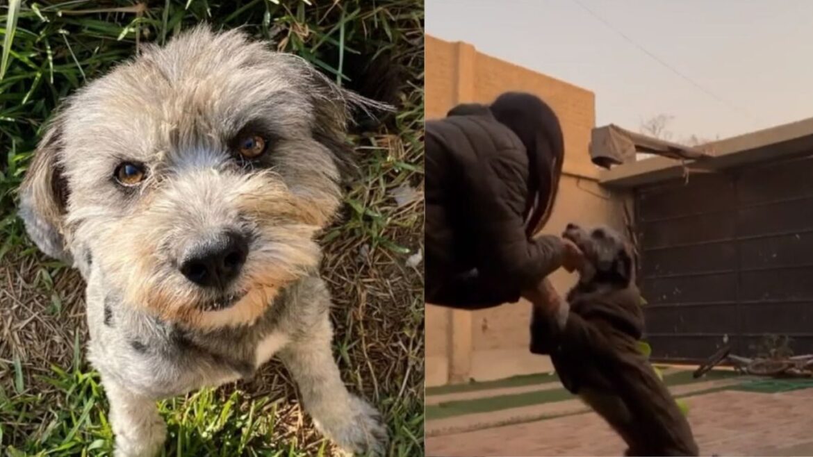 Machazo perrito Piura