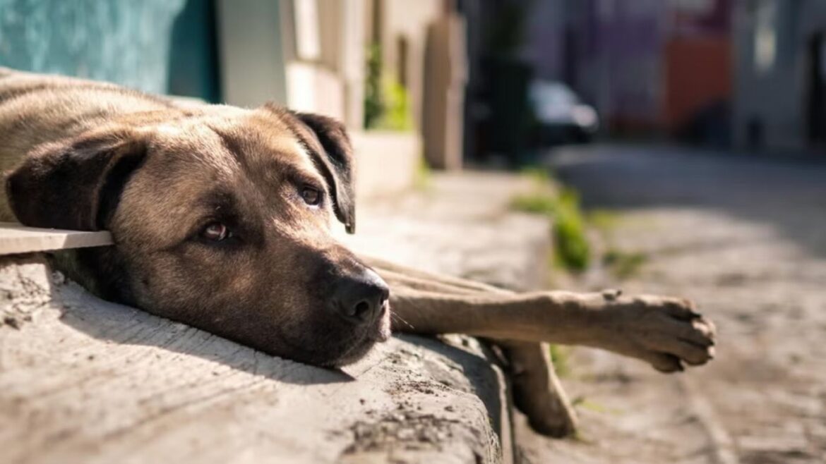 maltrato animal