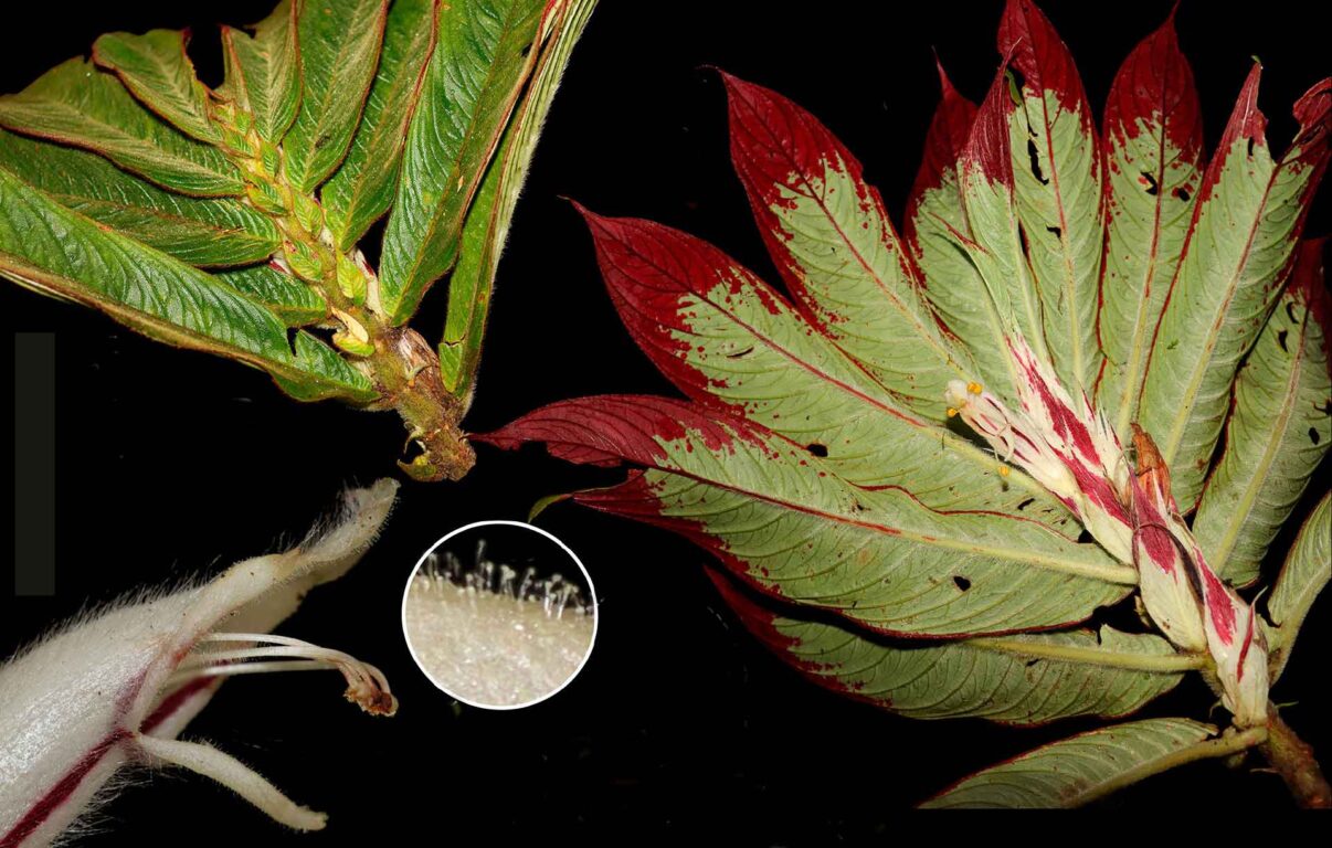 Columnea puipuiense 