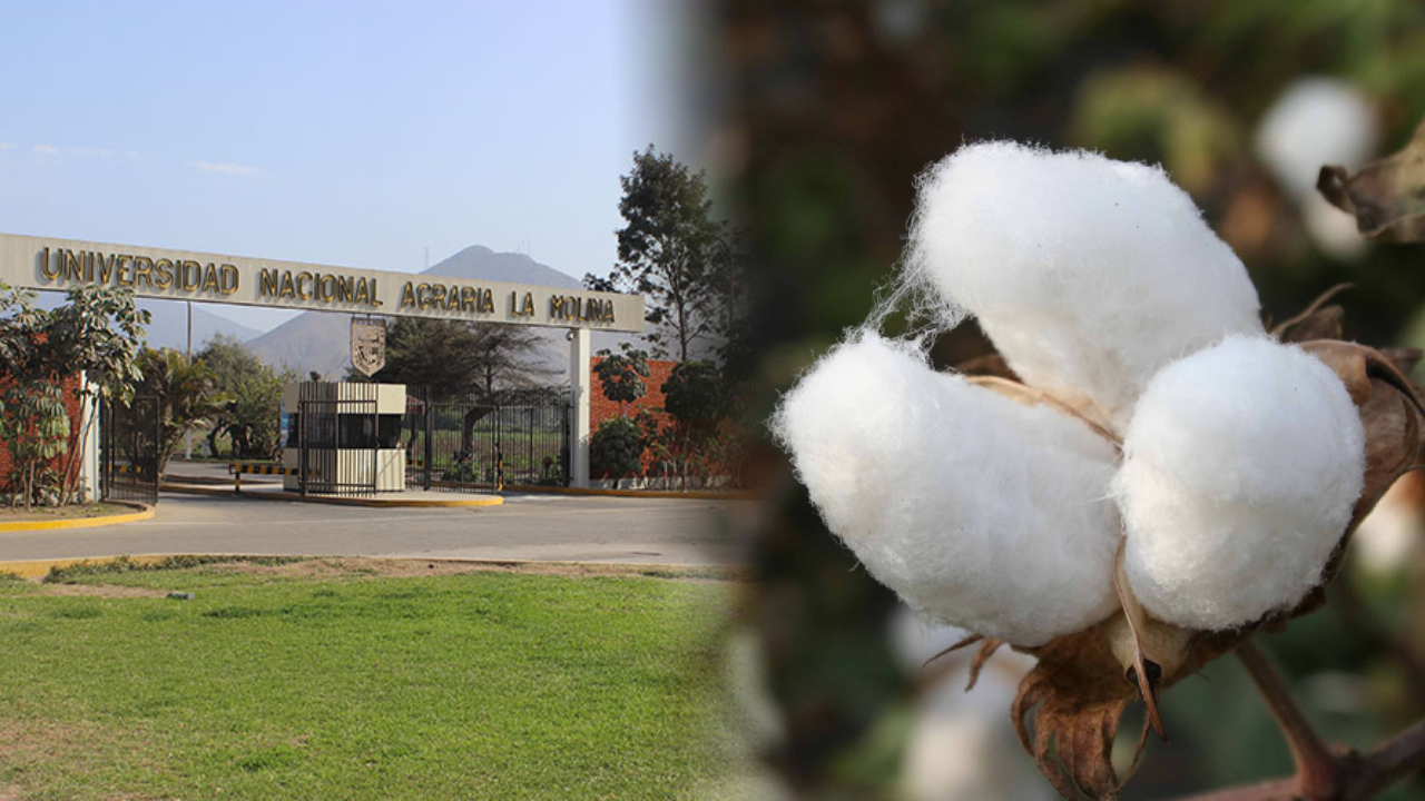 Concytec da luz verde a financiamiento de S/400.000 para preservar la nueva variedad de algodón de la Universidad Agraria La Molina