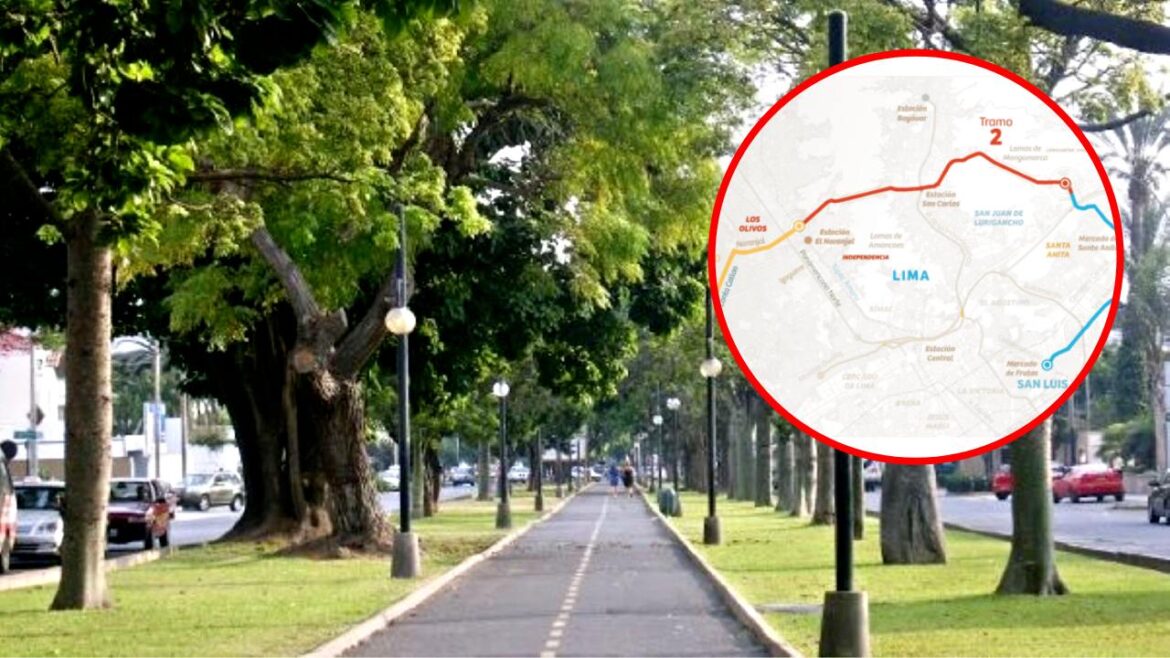 La concesionaria a cargo de la obra del Anillo Vial anunció la plantación de nuevos árboles en Lima. Foto: composición Caretas