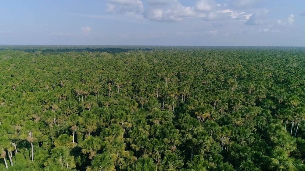 Bosque Amazónico