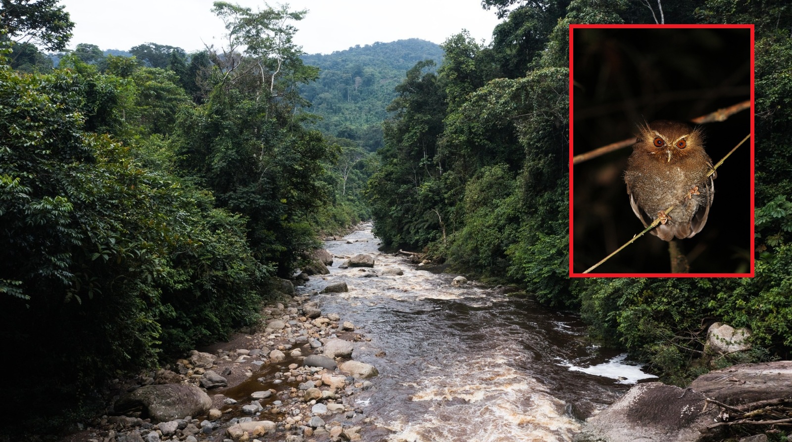 Perú crea el Bosque de Protección Tijae–Río Nieva para conservar más de 30 mil hectáreas de Yungas