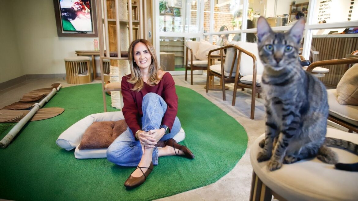 Gatú Cat Café, espacio en Miraflores que promueve la adopción de gatos rescatados y financia su cuidado.