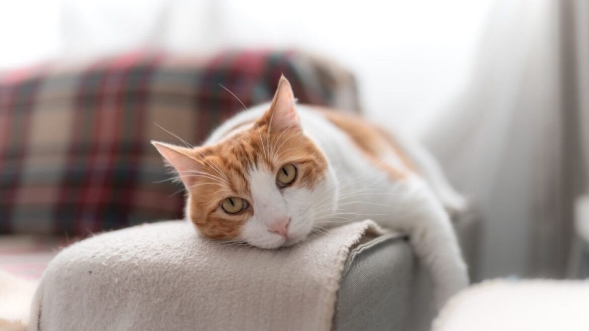 Gato doméstico en el marco del Día Internacional del Gato.
