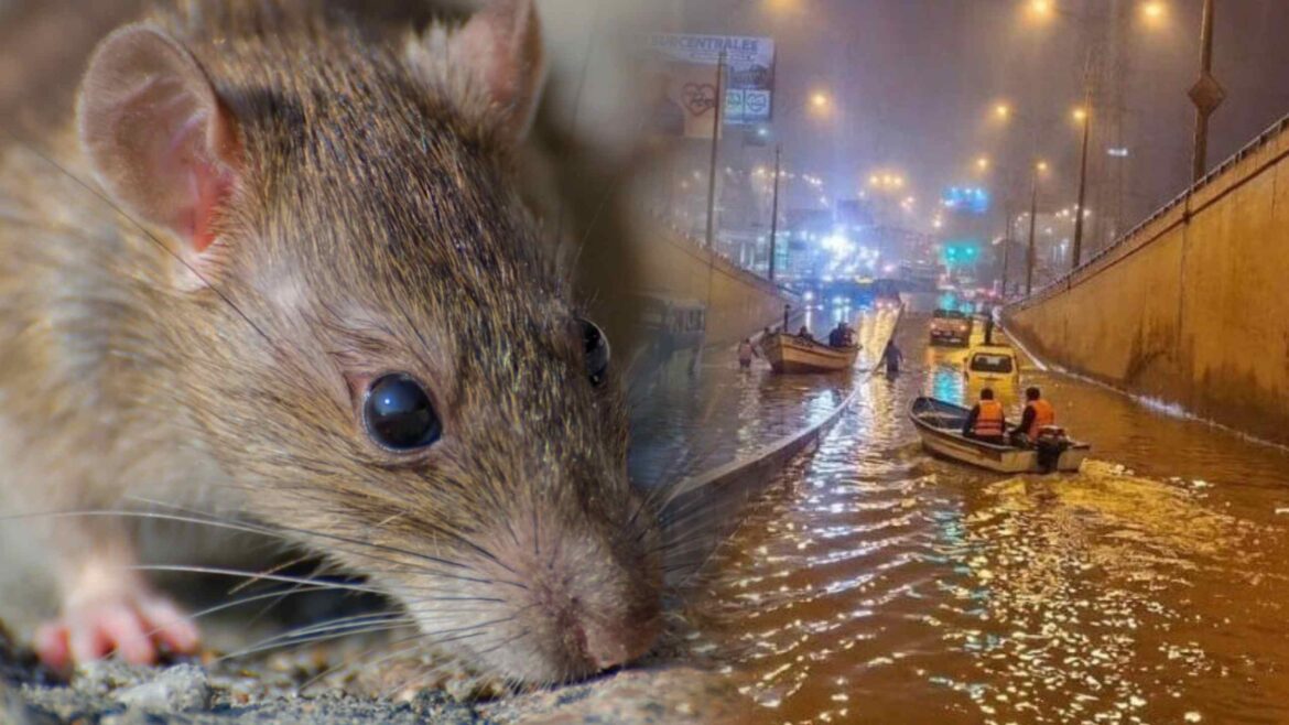 leptospirosis