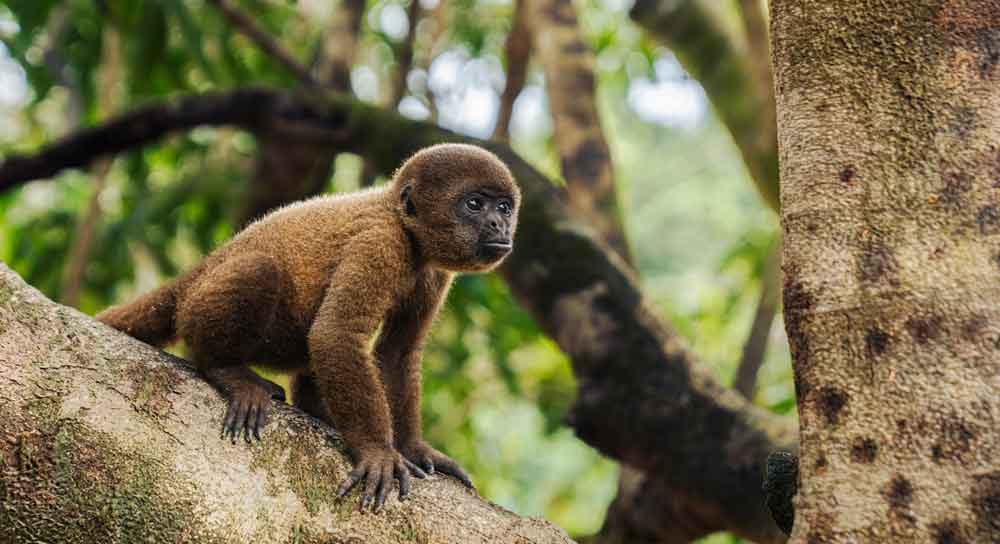 Amazonia