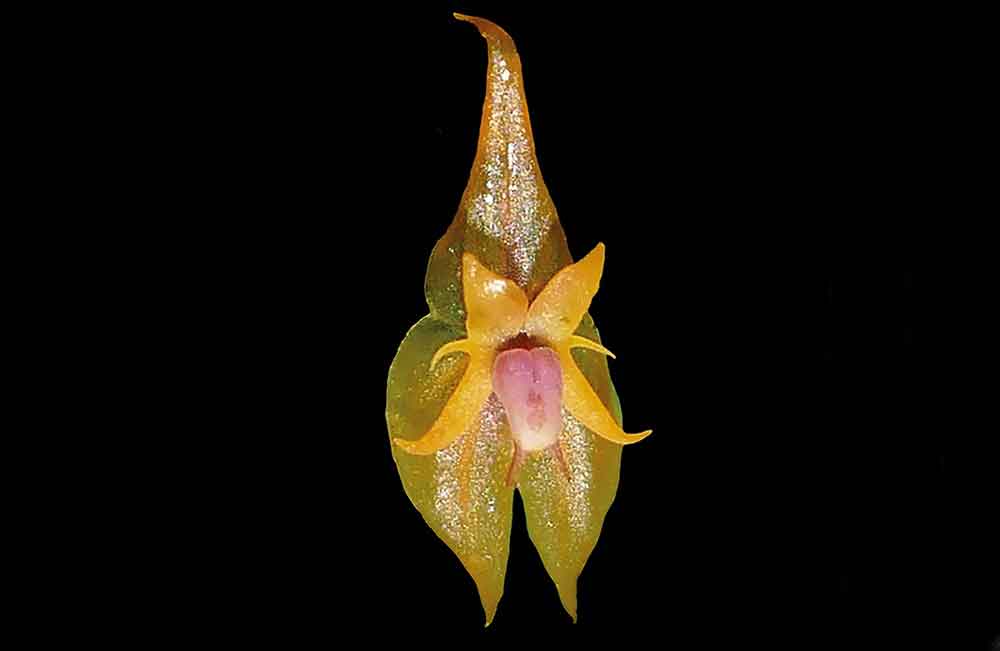 Orquidea Lepanthes ashaninka.