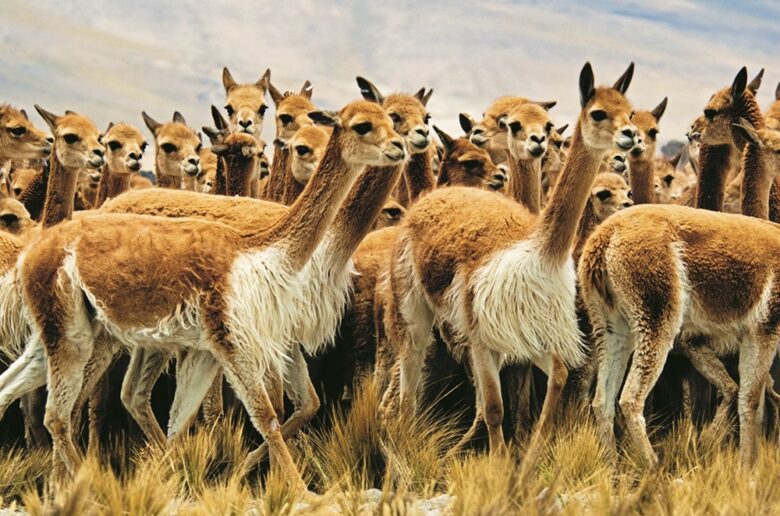 vicuñas
