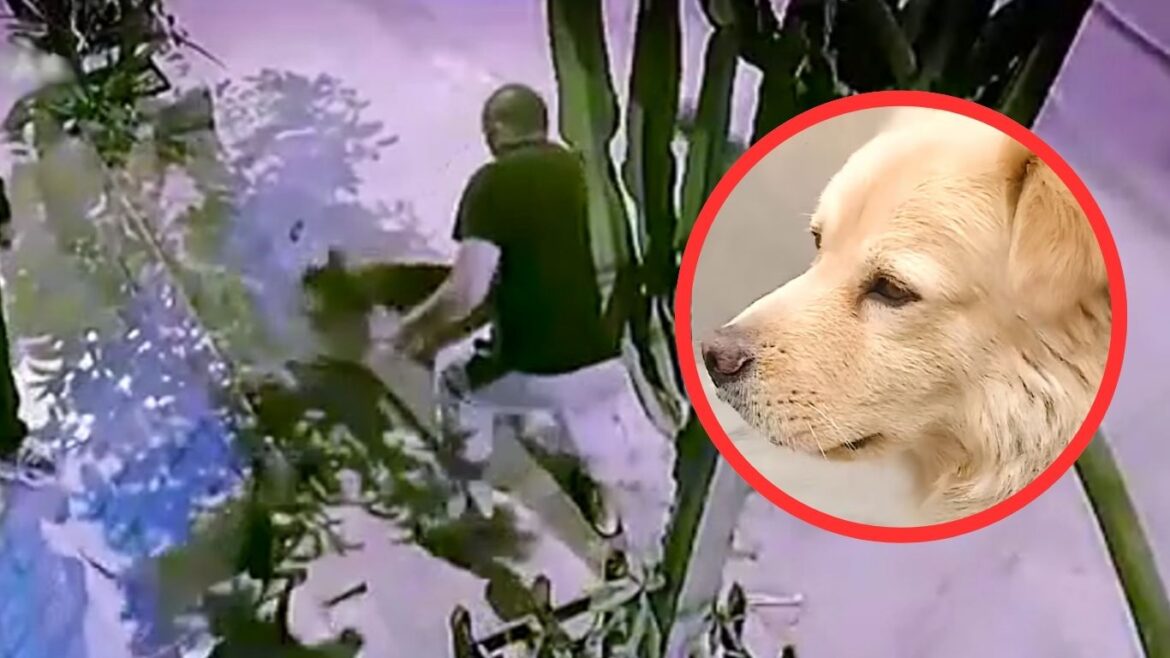 Perro resulta lastimado tras un enfrentamiento en Villa El Salvador