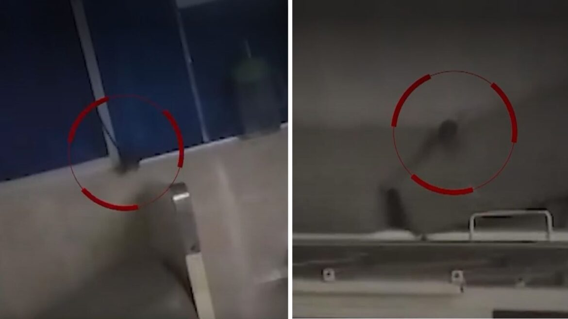 EsSalud reconoce presencia de ratas en hospital de Sullana y anuncia medidas de saneamiento. Foto: captura América