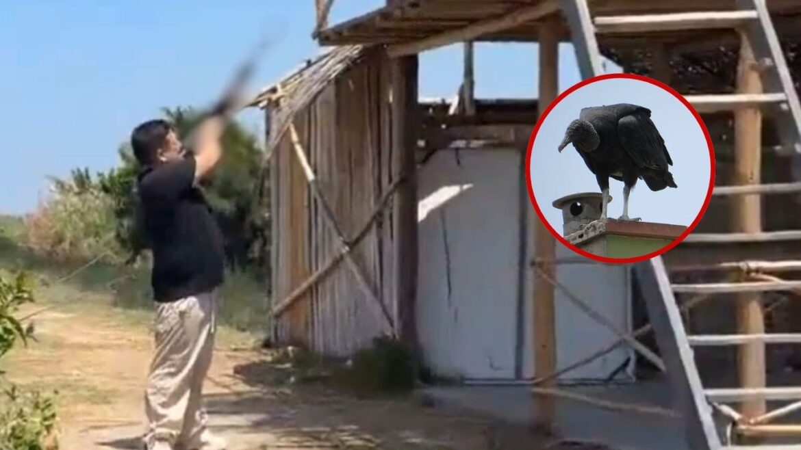 Streamer 'Kingteka' dispara contra un gallinazo de cabeza negra durante grabación en vivo. Foto: composición Caretas.