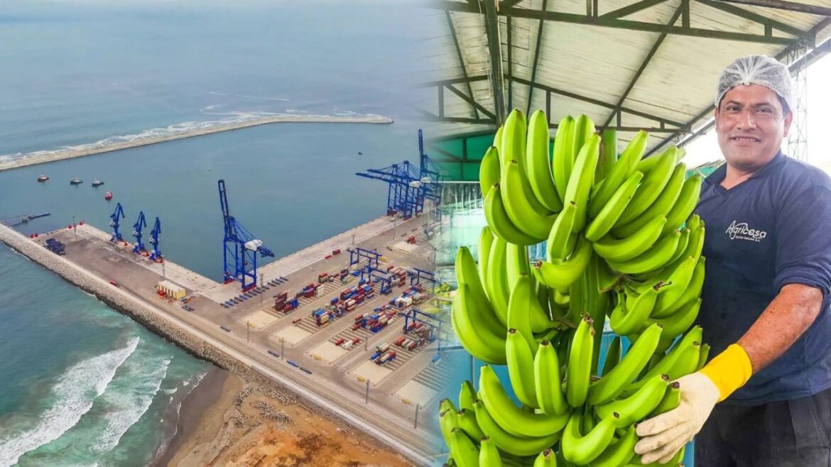Megapuerto de Chancay hace historia tras exportar el primer lote de plátano peruano a China. Foto: composición Caretas/Andina