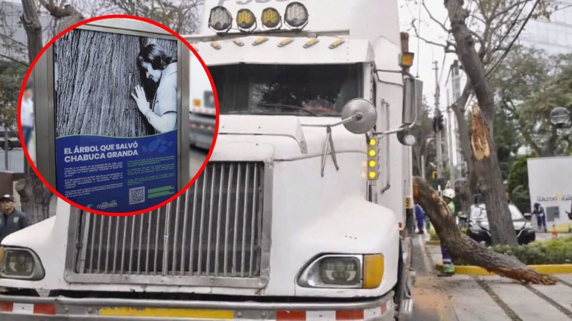 Parte del cedro histórico que protegió Chabuca Granda fue derribado por un camión. Foto: composición Caretas/Municipalidad de Miraflores