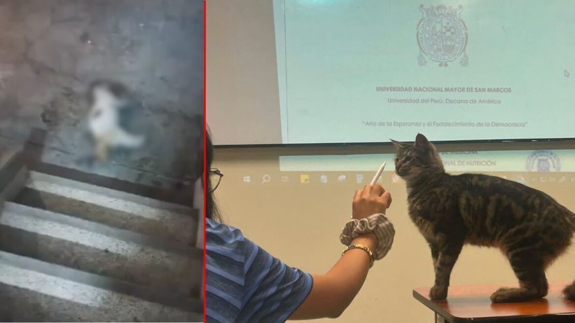 Seis gatos fueron encontrados envenenados y sin vida dentro de las instalaciones de la San Marcos. Foto: El Chico de las noticias | Instagram