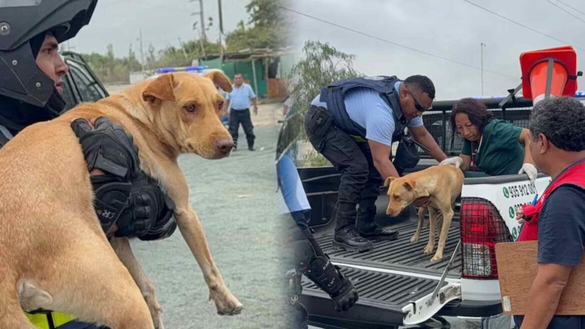Nuevo Chimbote: rescatan a perrita Canelita con vaginitis y plaquetas bajas tras denuncia por presunto abuso sexual. Foto: composición Caretas.