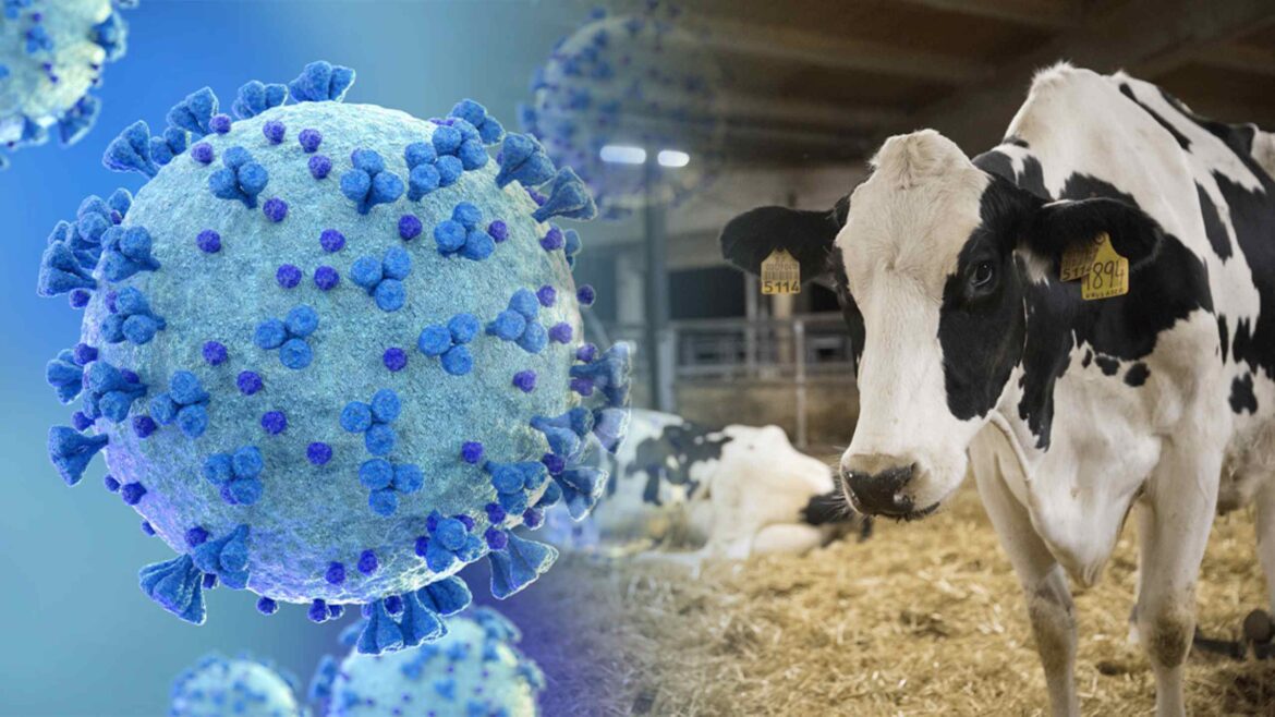 El virus shamonda, conocido por afectar al ganado, se detecta por primera vez en una persona en Francia. Foto: composición Caretas.