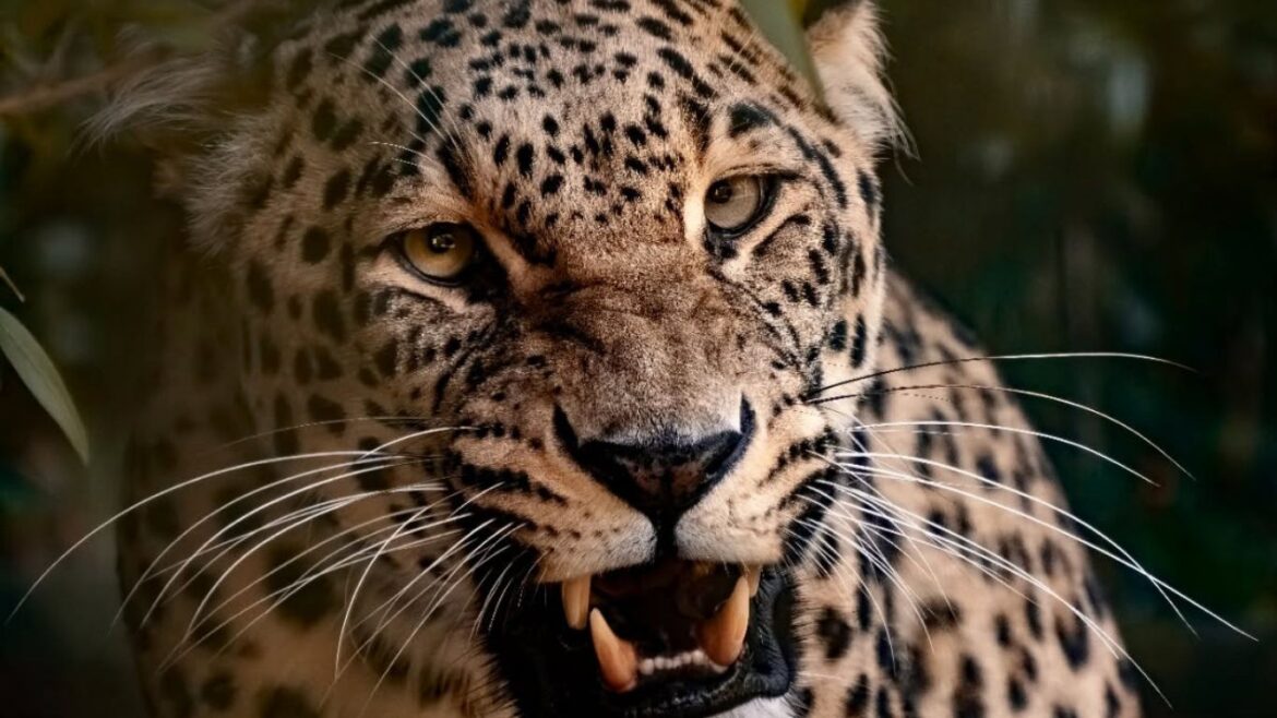 El leopardo de Persia es uno de los animales custodiados por el zoológico en Países Bajos. Foto: Beekse Bergen/Facebook