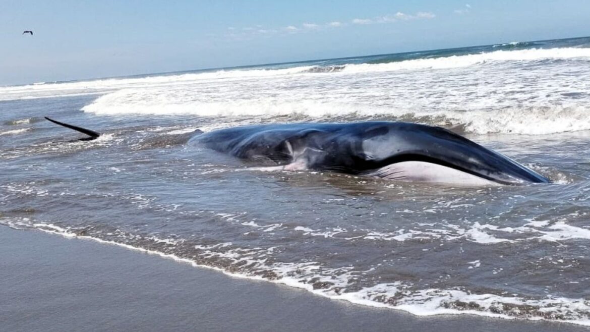 Una ballena murió tras encallar en una playa de Arequipa. Foto: Imarpe