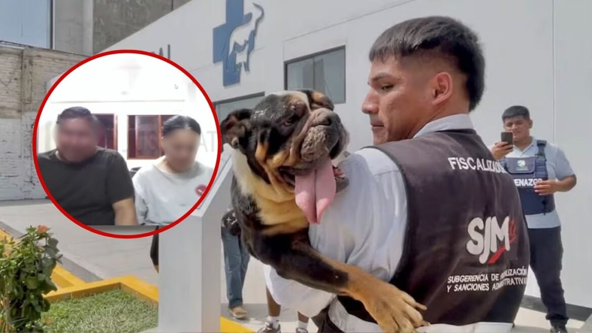 Presunta mutilación de cuerdas vocales a 48 perros: investigados por criadero clandestino afrontan audiencia de prisión preventiva